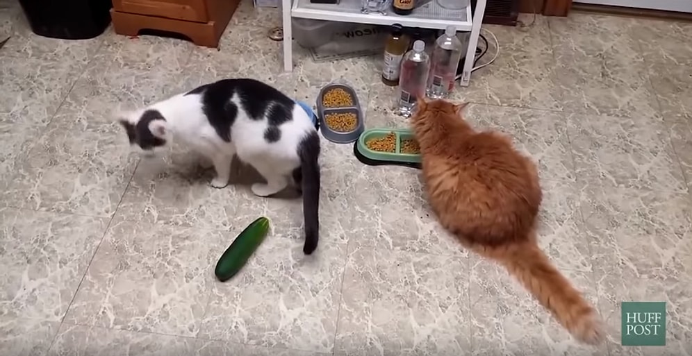 Masum Bir Salatalık Hiç Bu Kadar Ürpertici Olmamıştı: Kedilerin Salatalıkla İmtihanı!