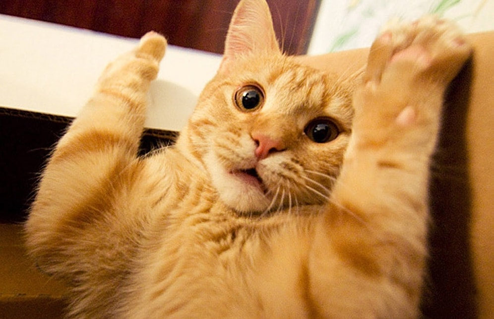 Kedilerin 'Tövbe Bismillah O Ne Be!?' Dediği 17 Eşsiz An