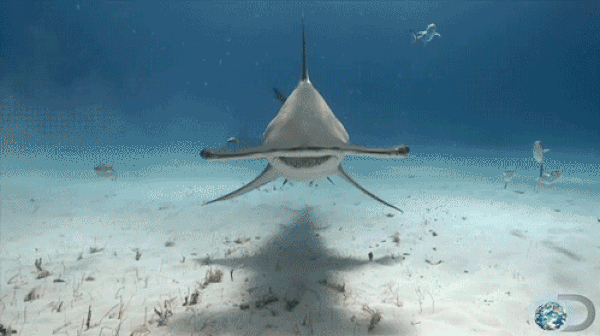Köpekbalıklarının Sizi Çok Şaşırtacak 10 Özelliği