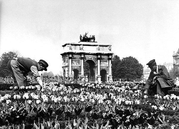 19. 1929 baharında, Carrousel du Louvre önünde lalelerle ilgilenen bahçıvanlar.
