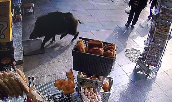 İstanbul'da Yine Yaban Domuzu Paniği