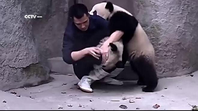 Bakıcılarından Yemek Beklerken İlaç Bulan Sevimli Pandaların İntikamı