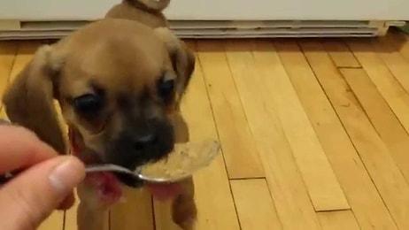 İlk Defa Fıstık Ezmesi Yiyen Yavru Köpeğin Doymak Bilmeyen İsteği