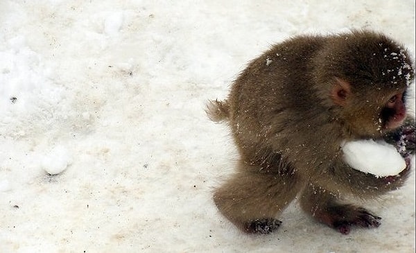 Эти малыши очень живые и проворные