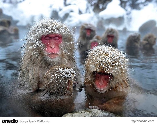 Японские макаки просто обожают зиму