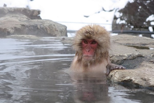 К сожалению, этот вид обезьян в опасности :(