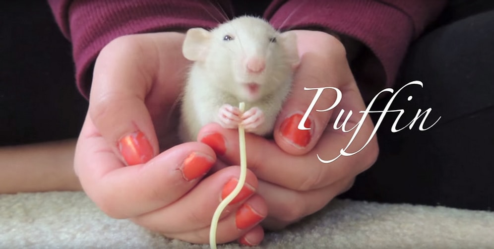 Лучший друг человека – декоративная крыса?!