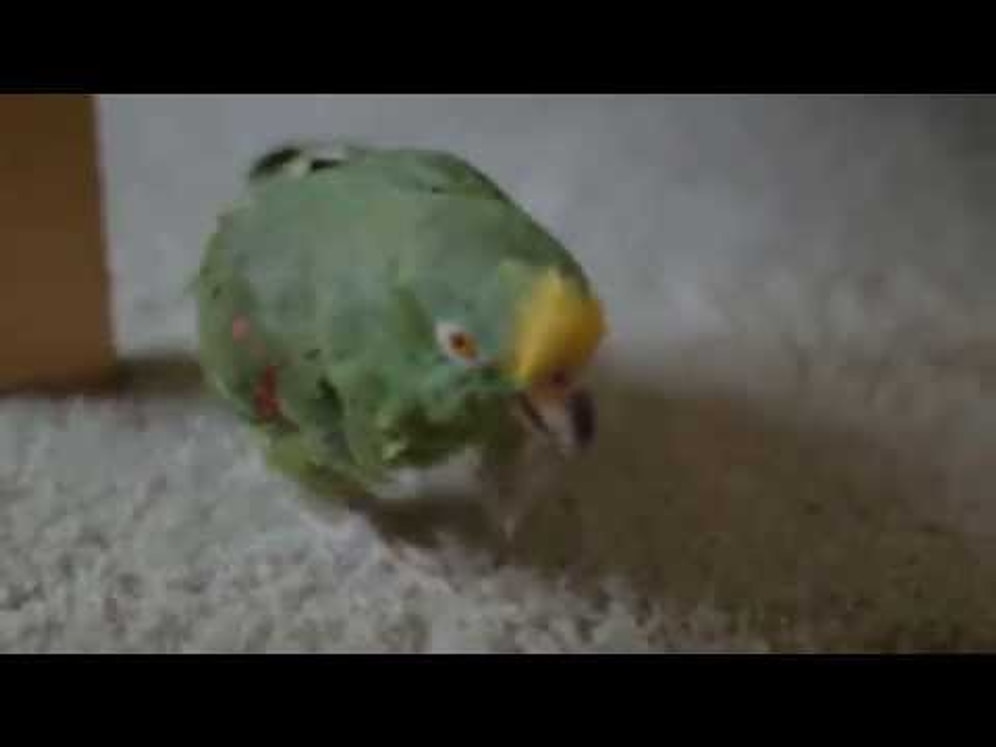 Hayat Bir Okuldur! Yastıktan Yer Çekimi Dersi Alan Papağan
