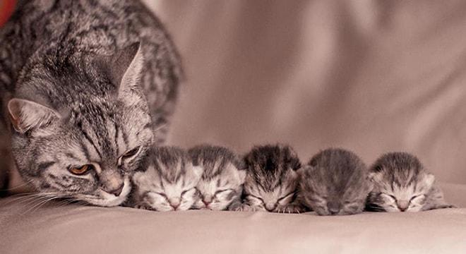 Minnoş Yavrularıyla İftihar Eden Minnoş Kedilerden 61 Aile Fotoğrafı