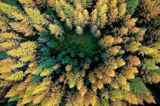 Uçmak ve Fotoğraf Tutkuları Bir Arada: 14 Kuş Bakışı Fotoğrafla Polonya Ormanları