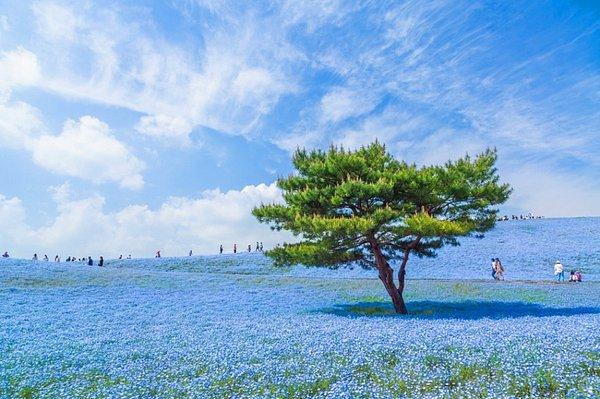 9. Japonya'da masmavi bir dünya