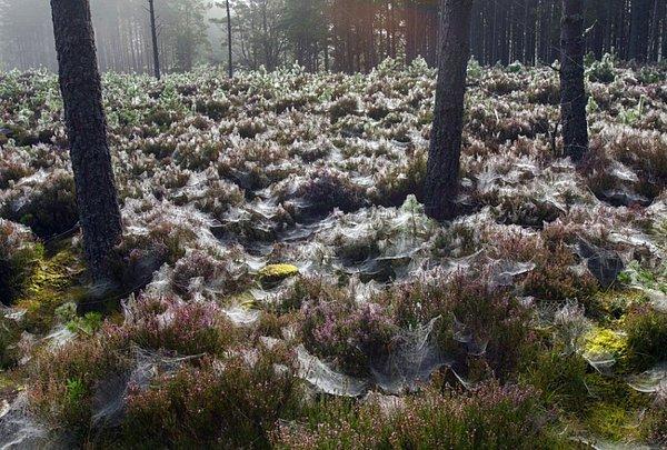 10. İskoçya Abernethy Ormanı'ndaki örümcek ağları