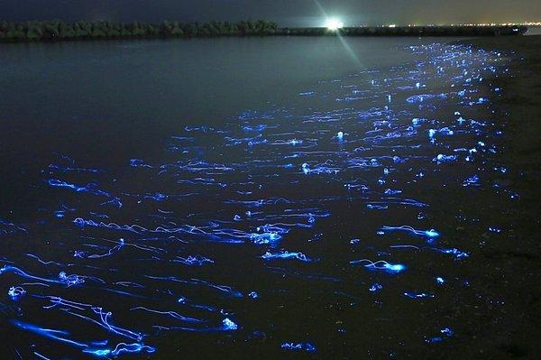17. Japonya'da ateşböceği mürekkep balıkları ya da kalamar aslında Hotaru Ika