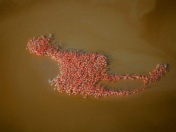 20. Yucatán Yarımadası'nda flamingoların ortaya çıkardığı flamingo