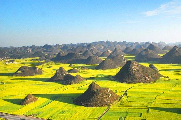 23. Kanola tarlaları, Çin