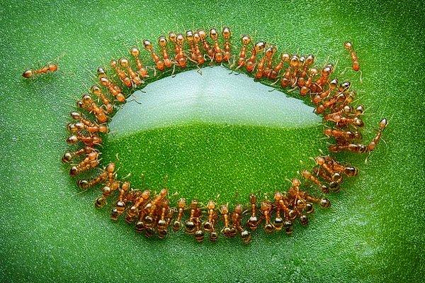 65. Bir damla balın çevresinde toplanan minik karıncalar, Malezya