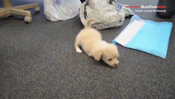 3D Yazıcıdan Üretilen Tekerlekli Sandalye ile Hayata Yeniden Tutunan Yavru Teriyer