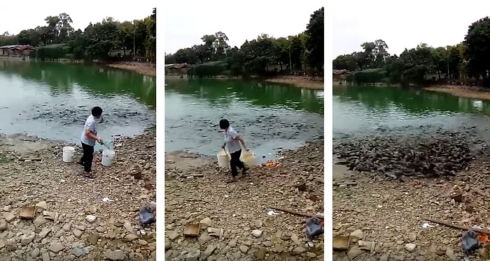 Yemek İçin Çıldıran Balıklar Suyun Dışına Kadar Çıktılar