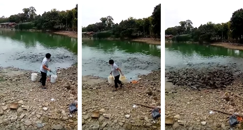 Yemek İçin Çıldıran Balıklar Suyun Dışına Kadar Çıktılar