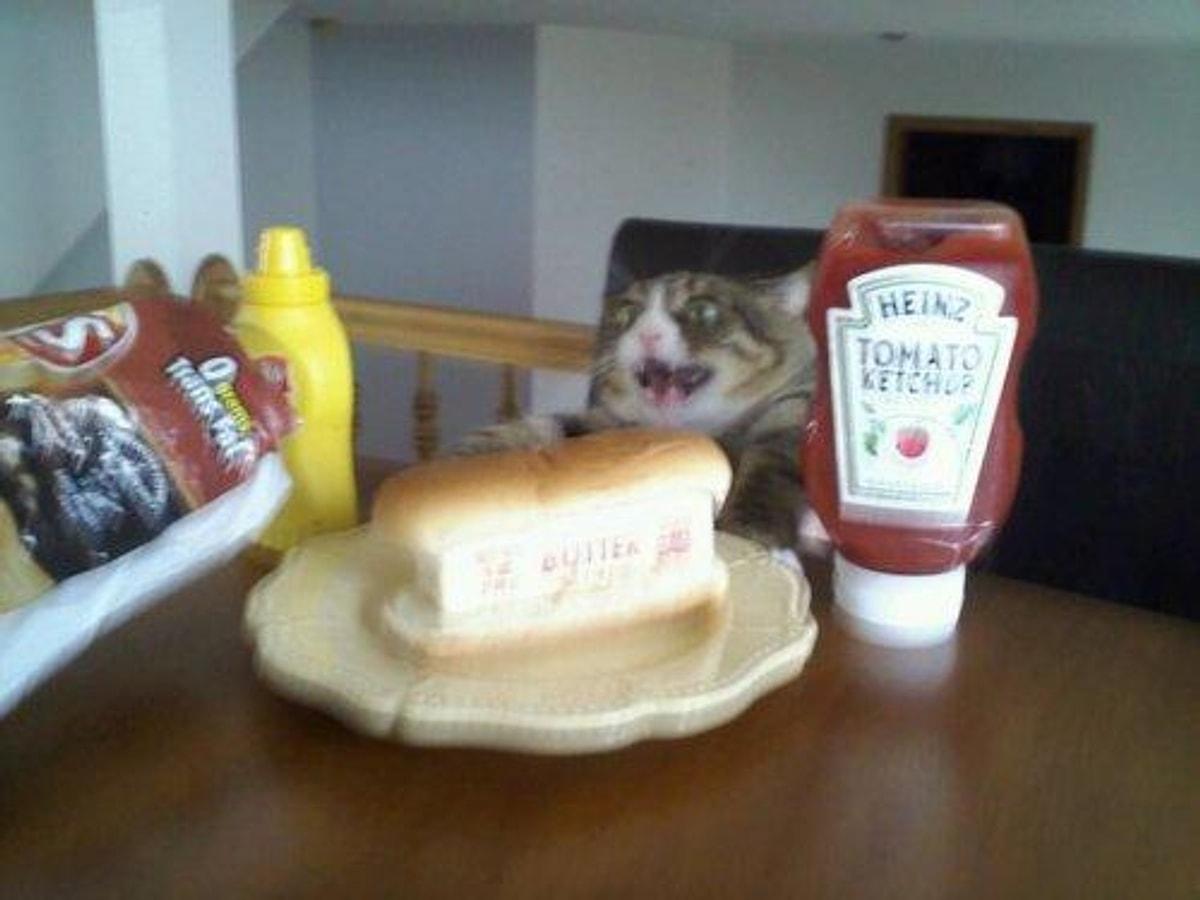 Кошка сливочное масло. Бутерброд кошка. Кошка и бутерброд с маслом. Бутерброд из кота с маслом.