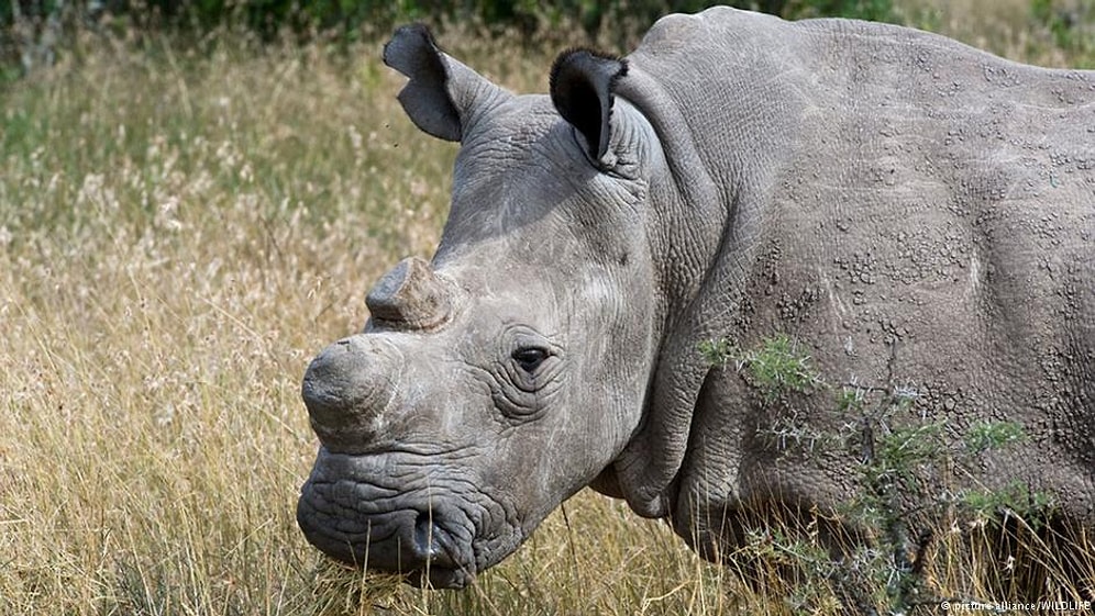 Dünya Üzerinde Sadece 3 Tane Kuzey Beyaz Gergedanı Kaldı