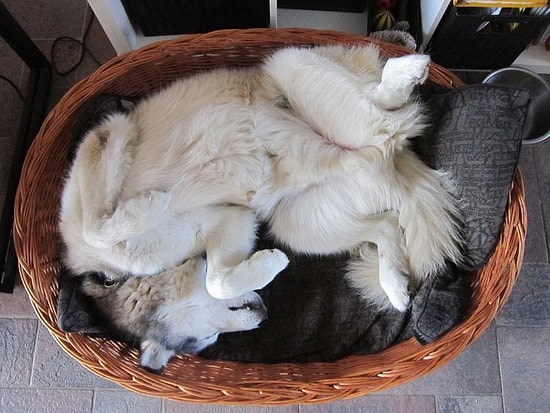 Tüm Köpekler Hızla Uyuyamıyordu Birinciliği Husky'e Verdiler: Uyumaya Çalışan 25 Husky