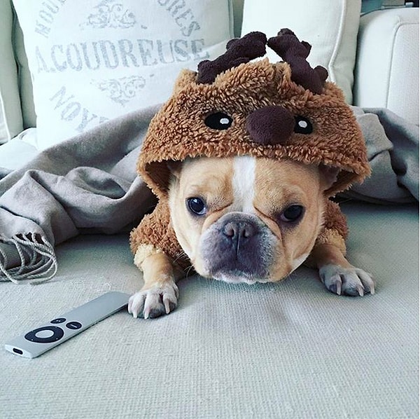 1. Хлои, миниатюрный французский бульдог.