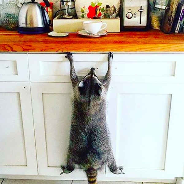 4. Енот по кличке Тыковка.