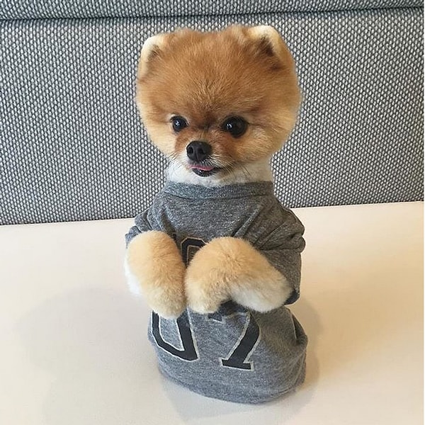 11. Джефф, померанский шпиц.