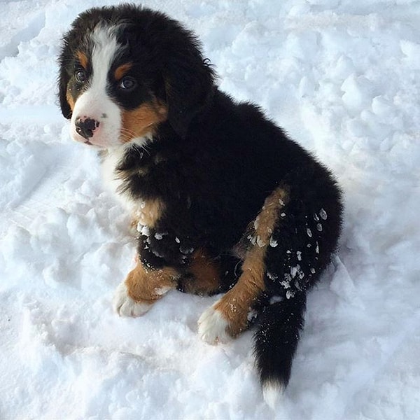 14. Собака по имени Вофлнагет.