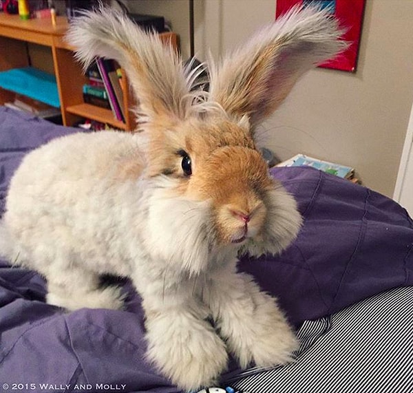 15. Кролик Уолли.