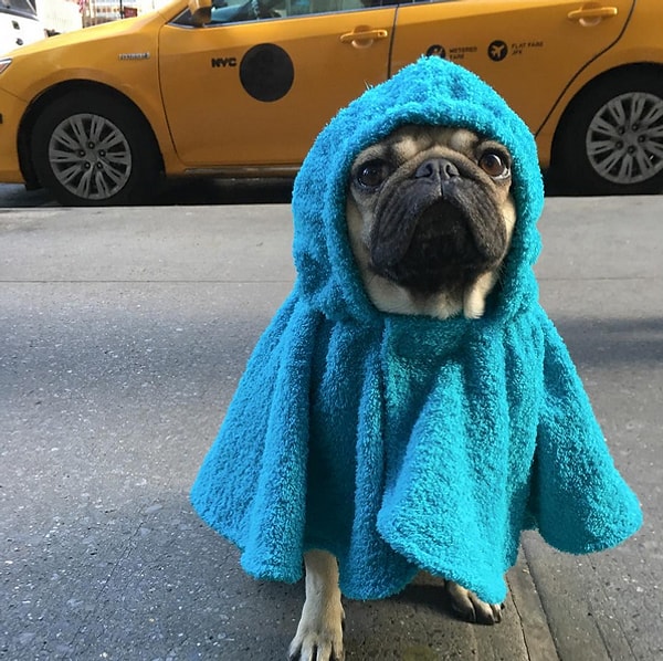 16. Мопс Даг.