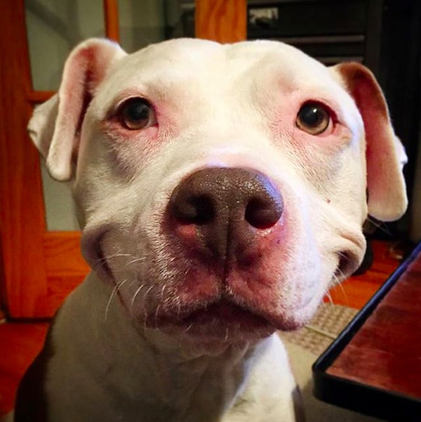 18. Бринкс, собака-улыбака.