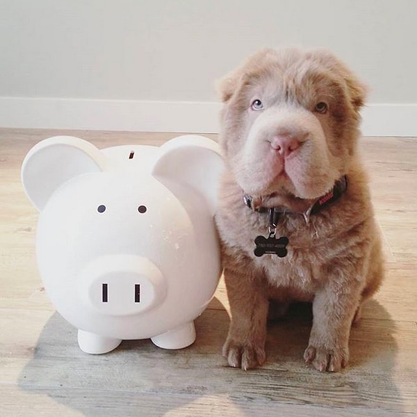 19. Tonkey, плюшевый шарпей, похожий на медвежонка.