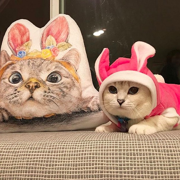 Кот по кличке Кофе.
