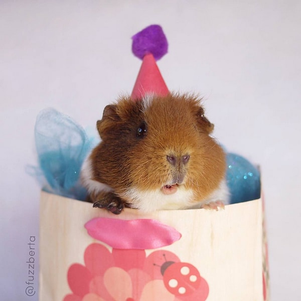 21. И наконец, морская свинка Фуззберта.