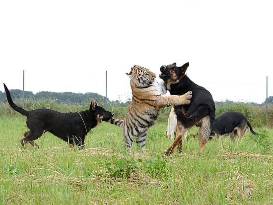 Kedi-Köpek Dostluğunu Yeniden Kanıtlayan Sibirya Kaplanları ve Alman Kurtlarıyla Tanışın!