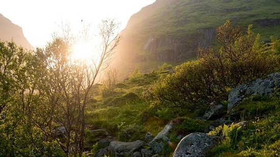 Norveç Ormanlarını Nasıl Yeniden Yarattı?