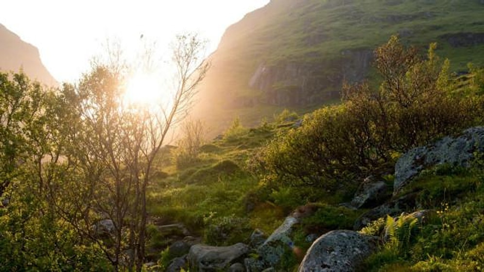 Norveç Ormanlarını Nasıl Yeniden Yarattı?