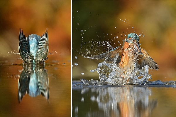 «Я помню, как дедушка брал меня с собой на природу, чтобы мы могли посмотреть на гнезда зимородков. Еще тогда эти птицы произвели на меня незабываемое впечатление своей красотой и изяществом.».