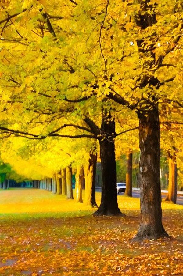 11. Ginkgo ağaçları başta Uzak Doğu olmak üzere çoğu yerde aynı güzelliği yaşatıyor.