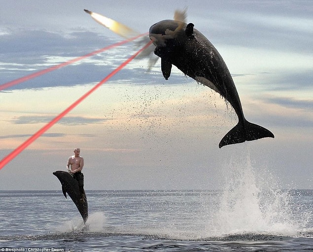 8. Dolphin