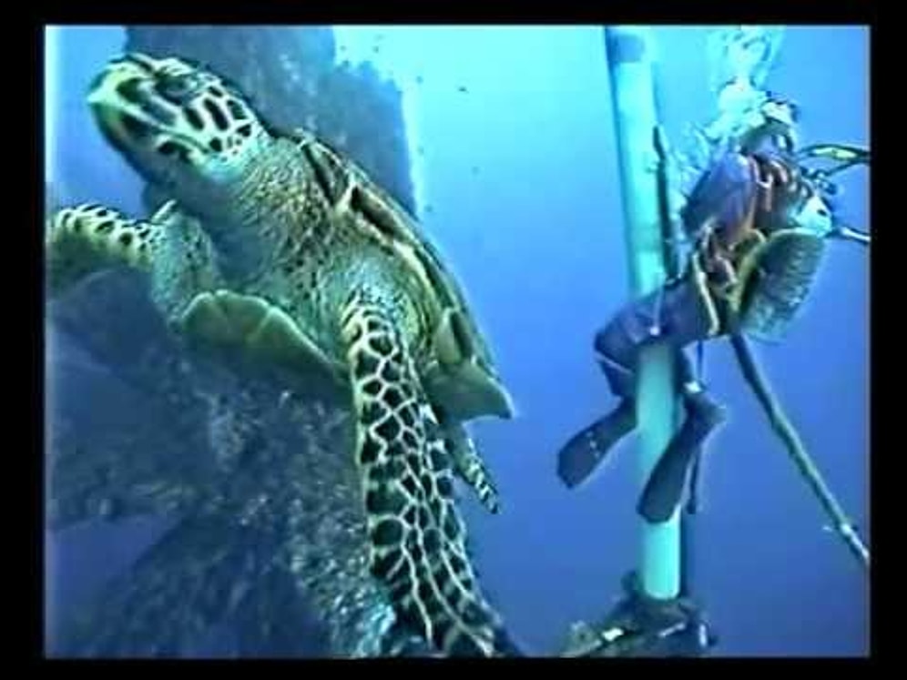 Морская черепаха хочет подружиться