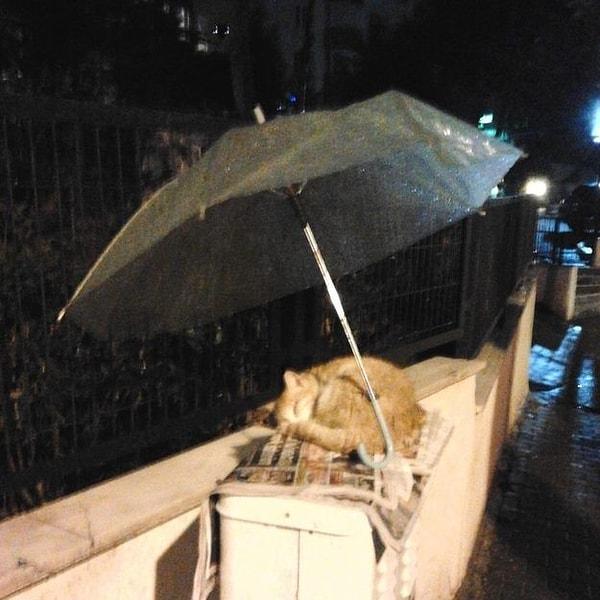 7. Yoldan geçen birisi uyumakta olan bu kediyi görünce şemsiyesini onun için bırakıyor.