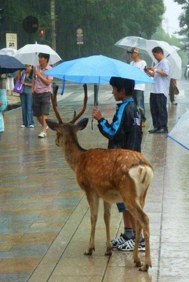Yağmurlu Havalarda Şemsiyesini Paylaşarak İnsanlık Dersi Veren 17 Güzel İnsan