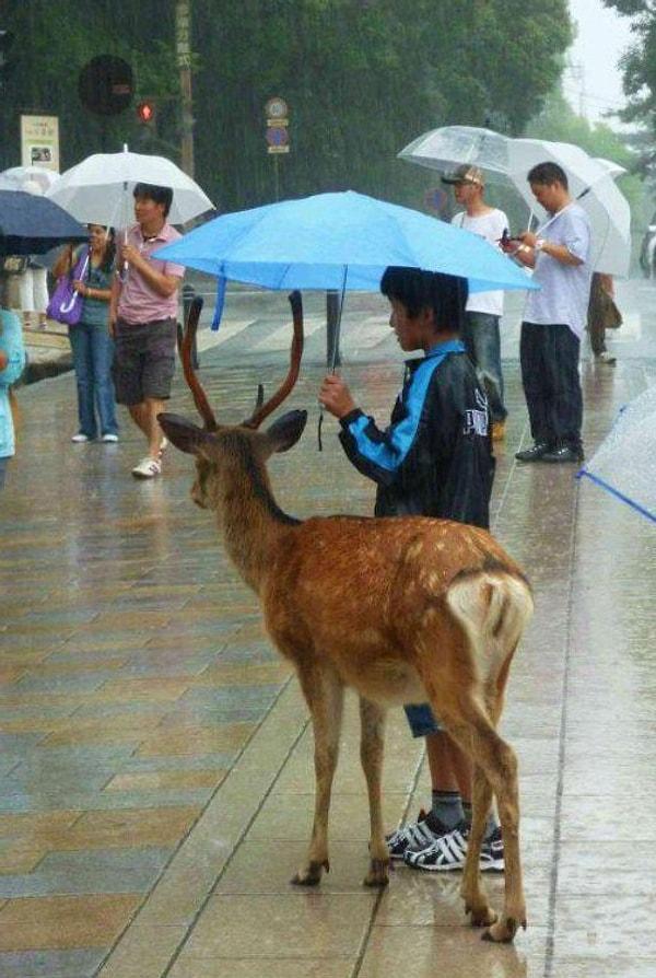 8. Japonya'daki bu çocuk ise şemsiyesini bir ceylanla paylaşıyor.