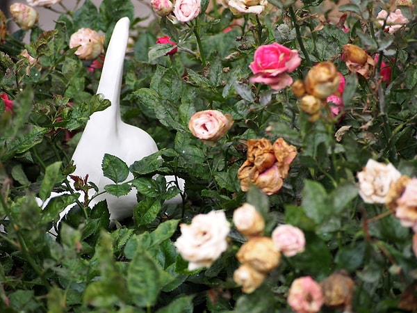 Кролики в Хельсинки.