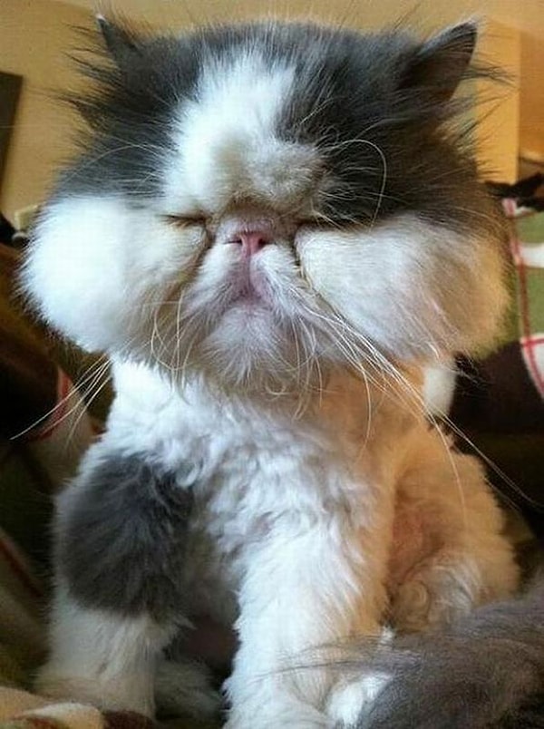 Пушистый дружище решил съесть пчелу.