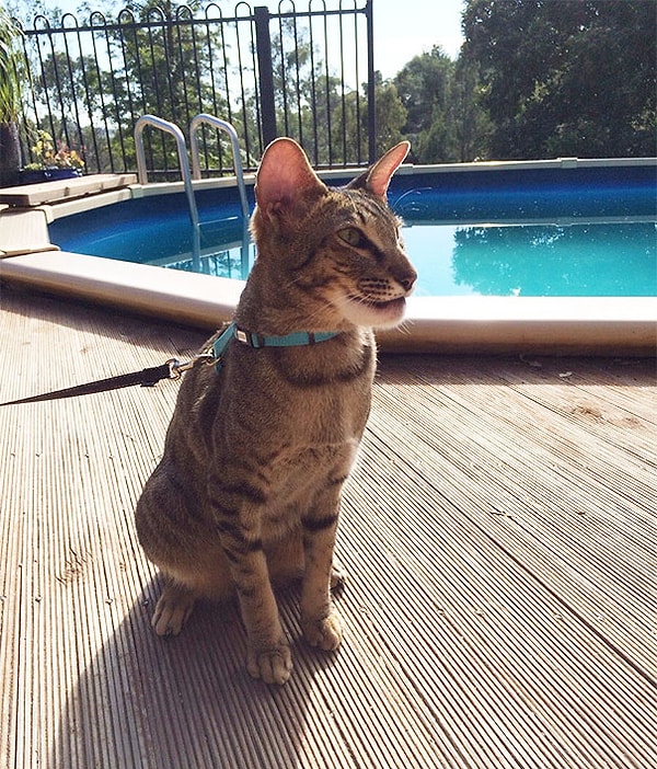 Это Хаксли и сегодня он съел пчелу.