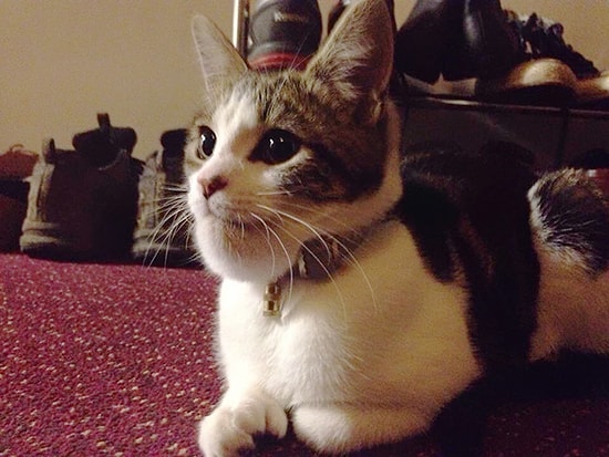 10 котов, которые проиграли в битве с пчелами